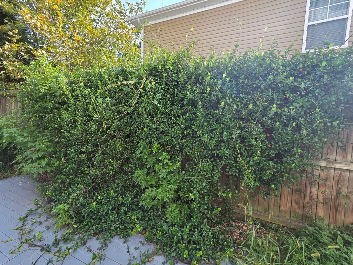 Hedge completely overgrown and swallowing the deck before trimming
