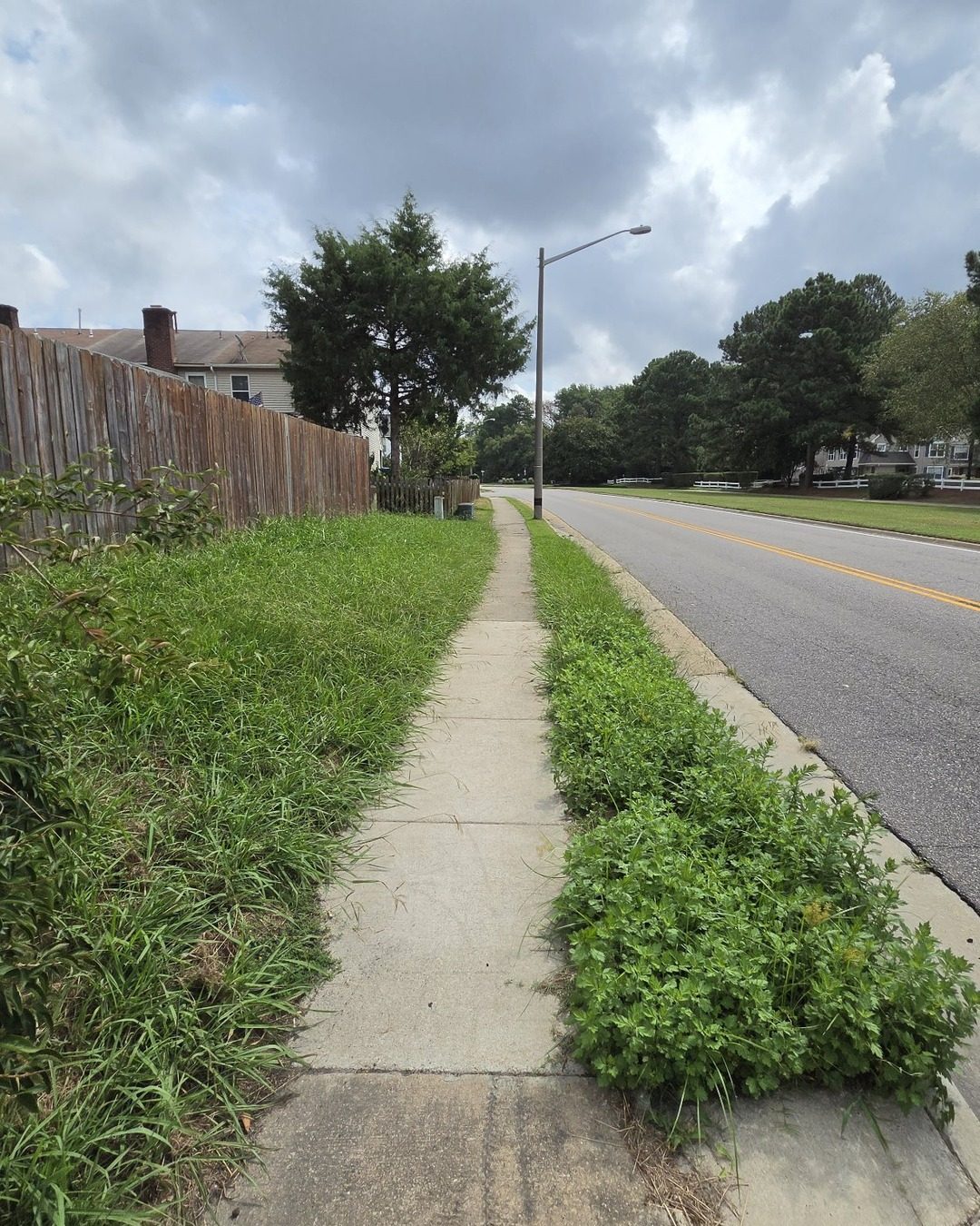 Overgrown sidewalk strip before cleanup